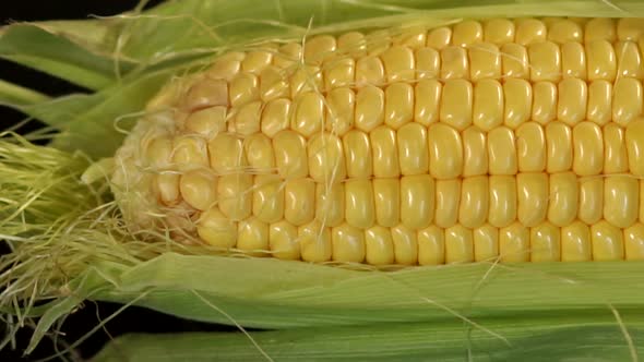 Closeup of Pods of Ripe Sweet Corn on a Black alt