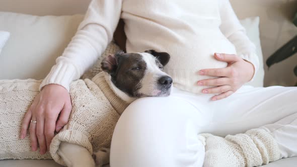 Pregnant Woman Resting At Home With Her Pet Dog alt