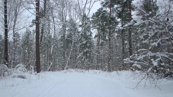 Snowfall in Beautiful Winter Forest