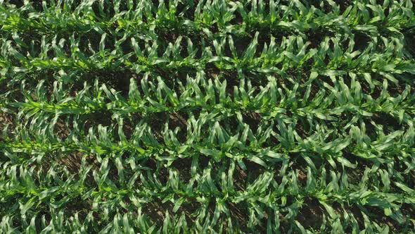 Young green maize sprouts, shoots, swaying in wind in Morning Sunrise, on cornfield alt