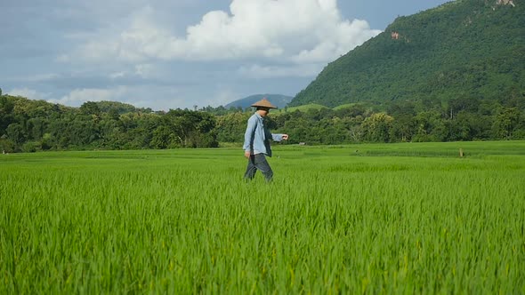 Asian Farmer Walking On Rice Fields alt