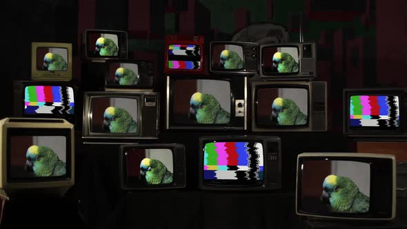 Green Parrot and Vintage TV Stack.