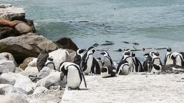 Flock of penguins on the beach in Betty's Bay South Africa alt