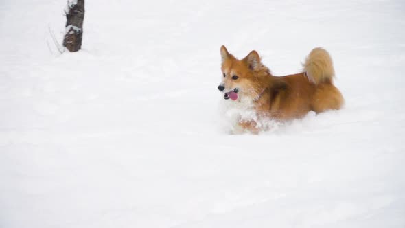 Corgi Running At The Snow