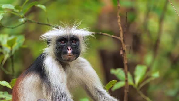 Red Colobus Monkey Sitting on Tree and Resting Visible Dark Face alt