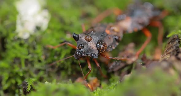 Forest Bug or Red-legged Shieldbug (Pentatoma Rufipes) Is a Species of Shield Bug alt