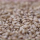 Wheat Grains - VideoHive Item for Sale