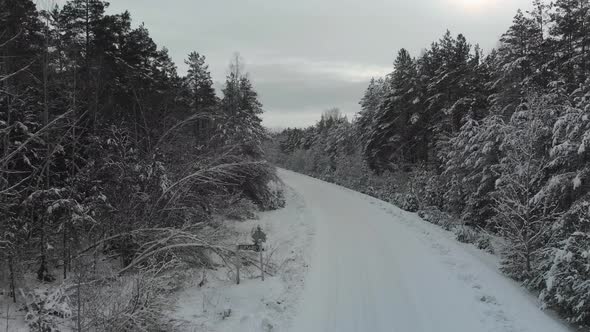 Rural Road Through a Coniferous Forest After a Snow Storm alt