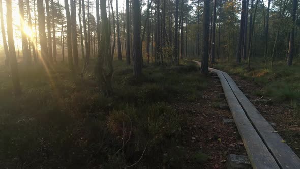 Hiking Trail in Forest at Sunrise