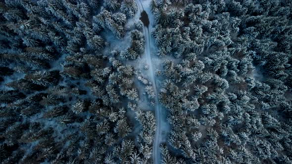 Flying Above Road in Snow Covered Pine Forest