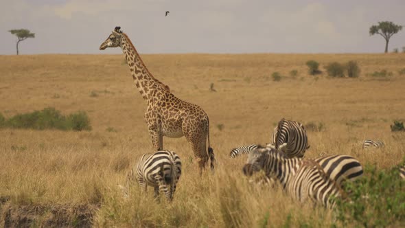 Giraffe and zebras in Masai Mara alt