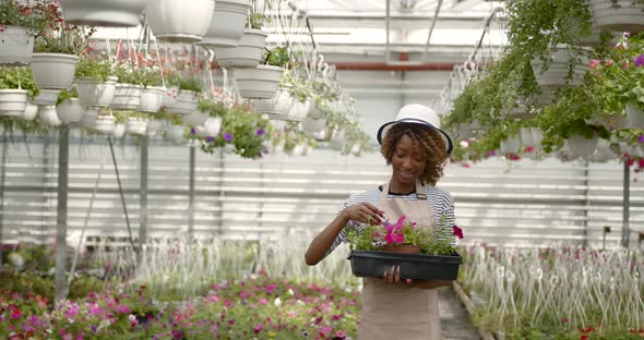 Black Woman with a Flowers Crate Standing at Plant alt