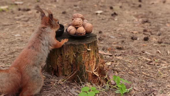 The Funny Squirrel Drinks Water From A Small Cup, Then Chooses A Walnut. alt
