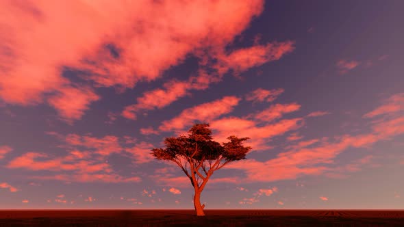 Tree at Sunset