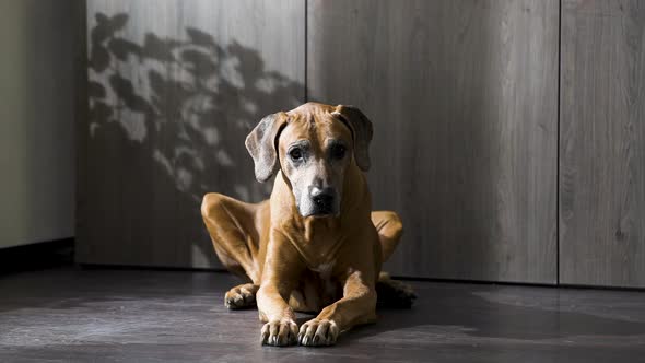 Fashion rhodesian ridgeback in apartment