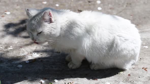 White Cat Eat Cockchafer alt