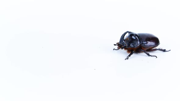 Rhinoceros beetle crawling on a white background. alt