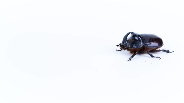 Rhinoceros beetle crawling on a white background.