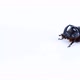 Rhinoceros beetle crawling on a white background. - VideoHive Item for Sale