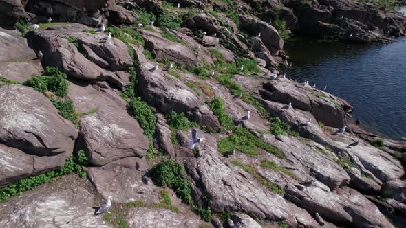 Big flock of seagulls nesting on rocky island, flying over the river or the sea.