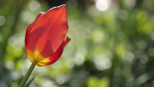 Slow motion Tulip lily plant in nature close-up 1920X1080 HD footage - Garden Tulipa gesneriana flow alt
