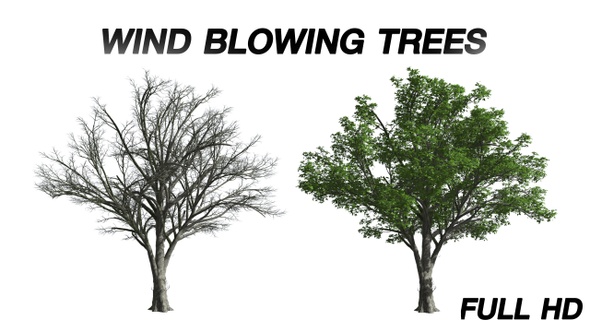 Wind blowing American Elm Tree