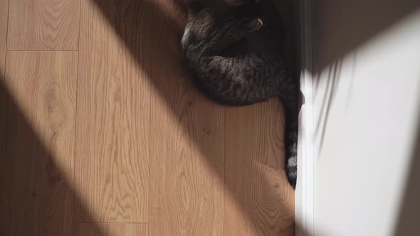 Close Up of Cat Portrait with Tabby Grey Fur and Green Big Eyes alt