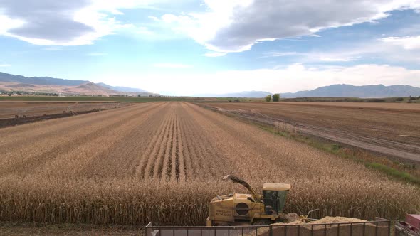 Aerial view flying down rows in cornfield alt