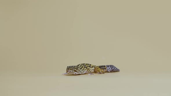 Leopard Gecko Standard Form Eublepharis Macularius on a Beige Background alt