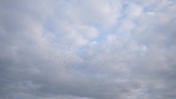 A Flock of Small Migratory Birds Flies Against the Blue Sky with Clouds alt