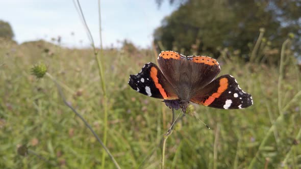 Red Admiral butterfly feeding on Devil's-bit scabious in wildflower meadow alt