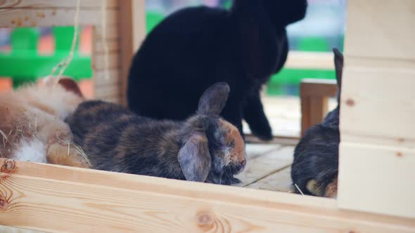 Easter bunnies play, eat and rest in the paddock. alt