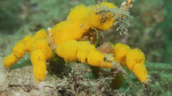 A yellow Decorator Crab Hyastenus elatus  using soft coral sponges to camouflage its shell alt