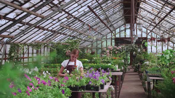 Girl in an Apron at Work in a Greenhouse Transplants Flowers Slowmotion Video