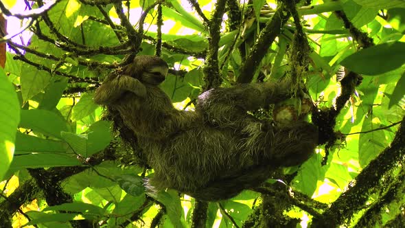 Female Sloth with its Baby Stretching and Eating on a Branch