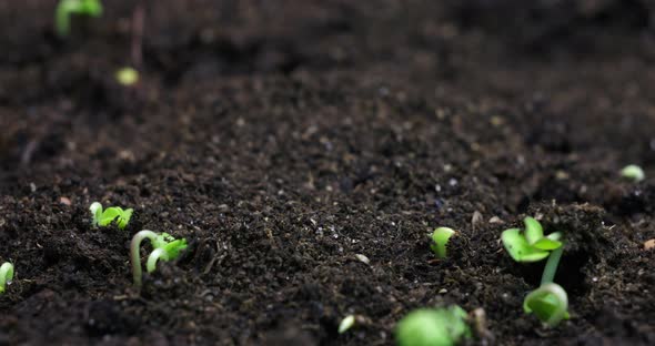 Growing Plants in Spring Timelapse Sprouts Germination Newborn Plant alt