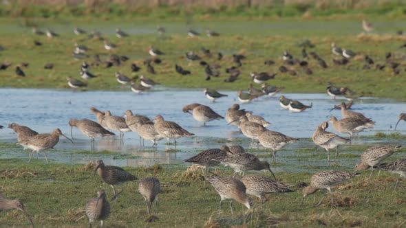 A group of curlews feeding on a flooded field at Caerlaverock wetland centre South West Scotland. alt