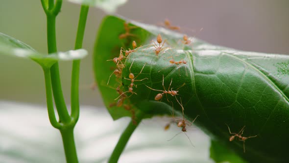 Red ants are working together to build their nests on green leaves