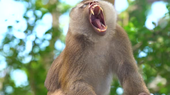 Beautiful monkey baby sitting on tree sunny morning eating fruit