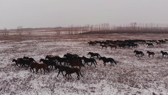 A Herd of Wild Horses Running on a Snow-covered Field.