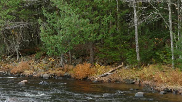 Vegetation grows on the river shores while its colors change with the seasons alt