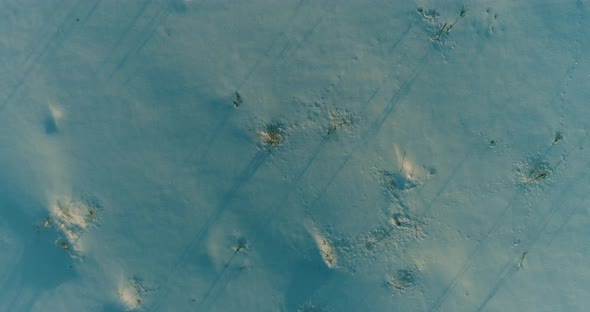Aerial Drone View of Cold Winter Landscape with Arctic Field Trees Covered with Frost Snow and alt