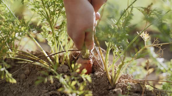 Caucasian Hands Slowly Pull Out Beautiful Fresh Ripe Carrots From Soil alt