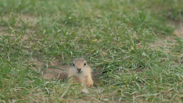 Close-up Gopher Crawls Out of His Hole