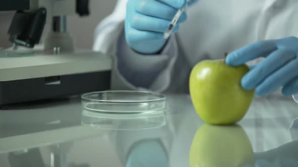 Lab Assistant Injecting Apple With Biomaterial to Select New Kinds in Future alt