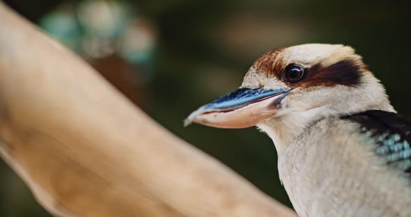 Close up of laughing kookaburra sitting on a tree branch. BMPCC 4K alt