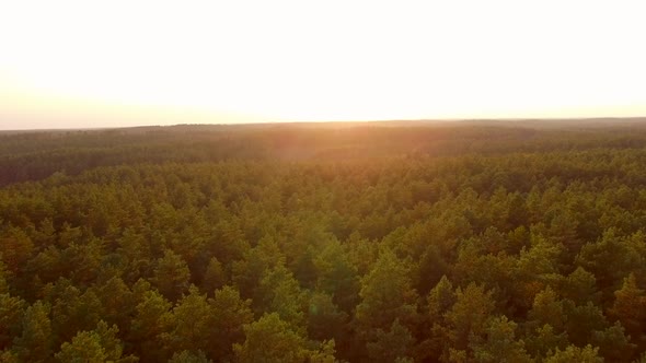 sunset forest aerial alt
