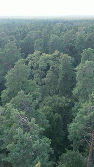 Vertical Video of Green Forest By Day alt