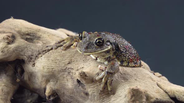 Frog Sitting on a Stone on Wooden Snag in Black Background alt
