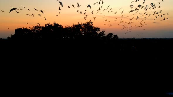 Aerial view of birds flying around the trees in sunset
